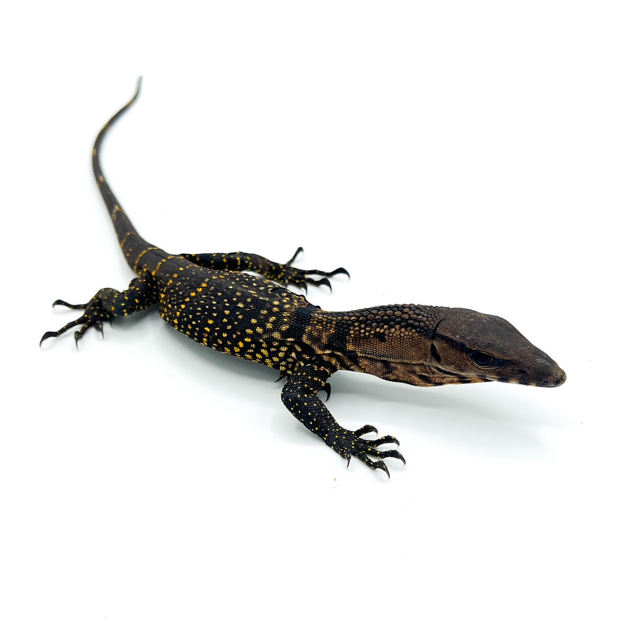 bby black.png
