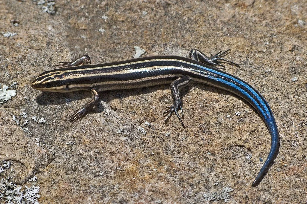 Blue-Tailed-Skink-Pictures.jpg