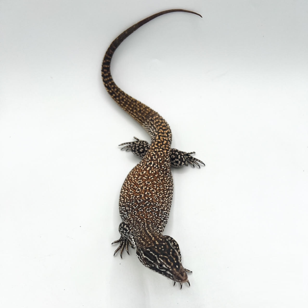 red ackie adult male.png