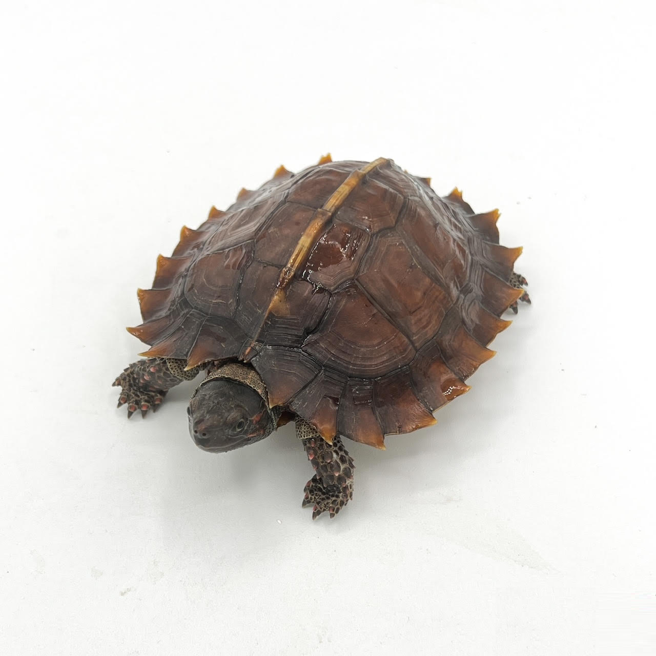 spiny turt.png
