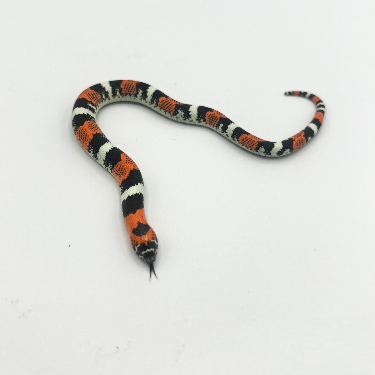 tricolor.png