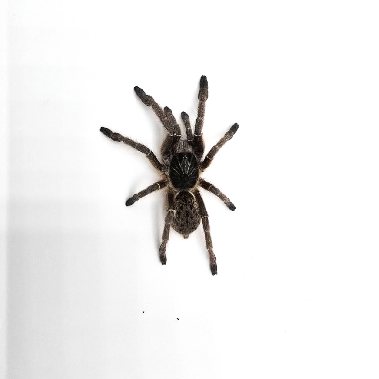 tarantula straight horn baboon.png
