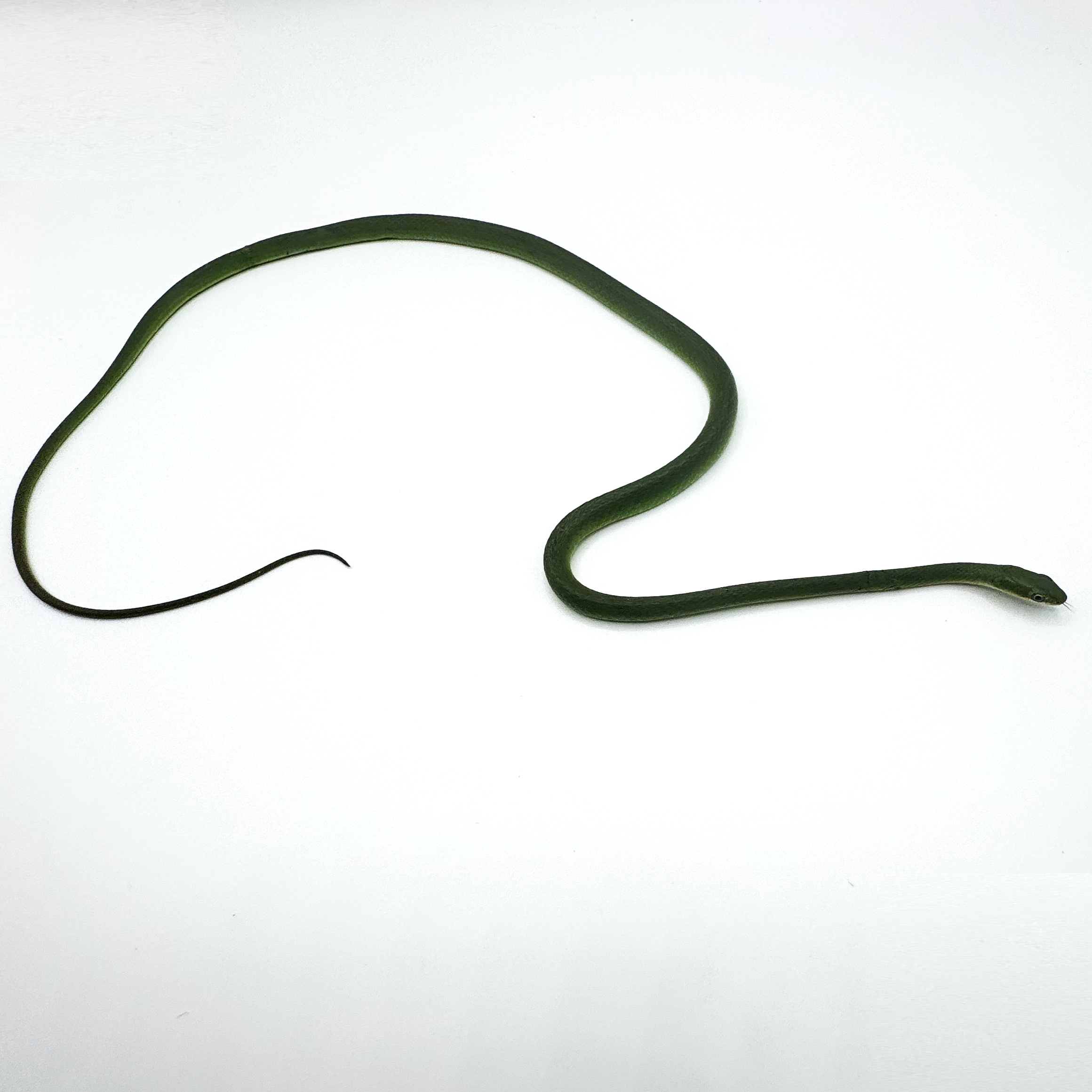 rough green.png