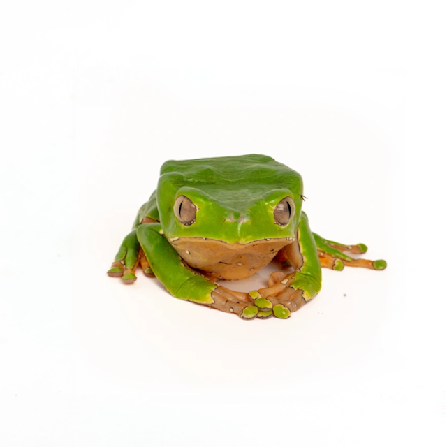 giant waxy.png