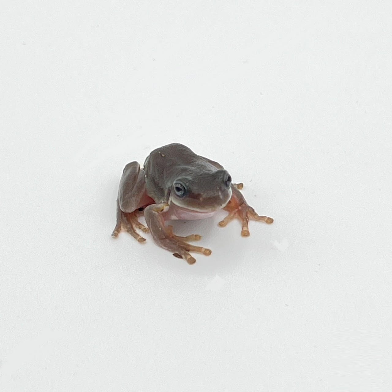 White's Tree Frogs