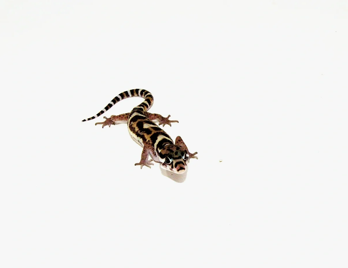 CA+Banded.webp