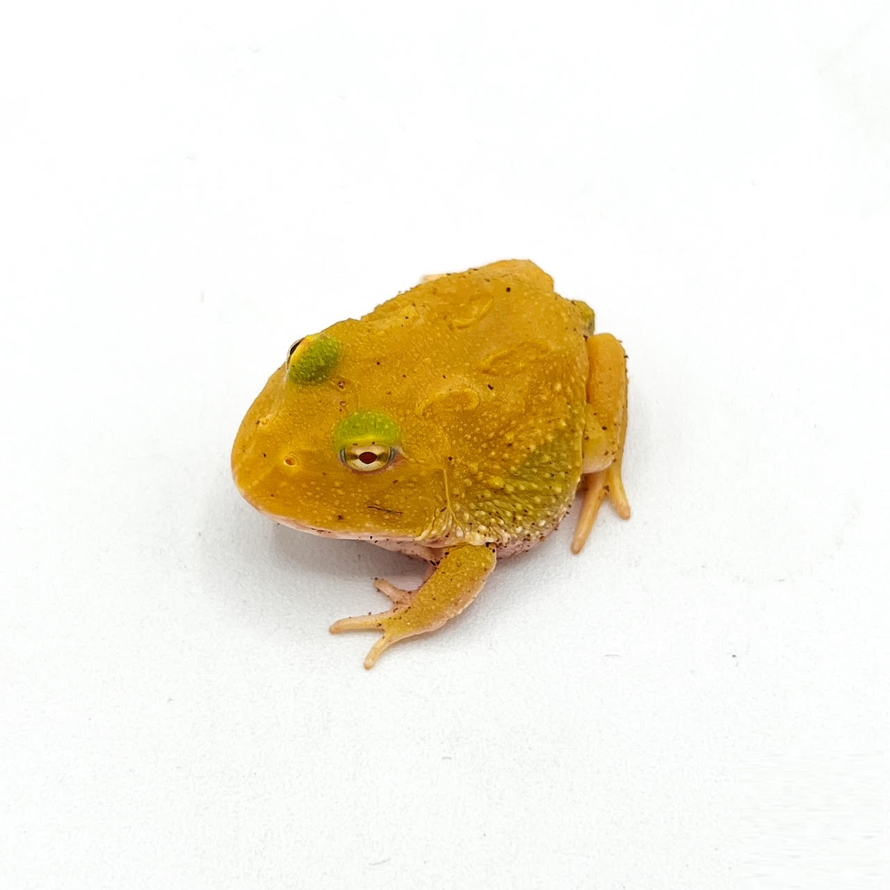 pacman lemon drop pattenless pikachu.png