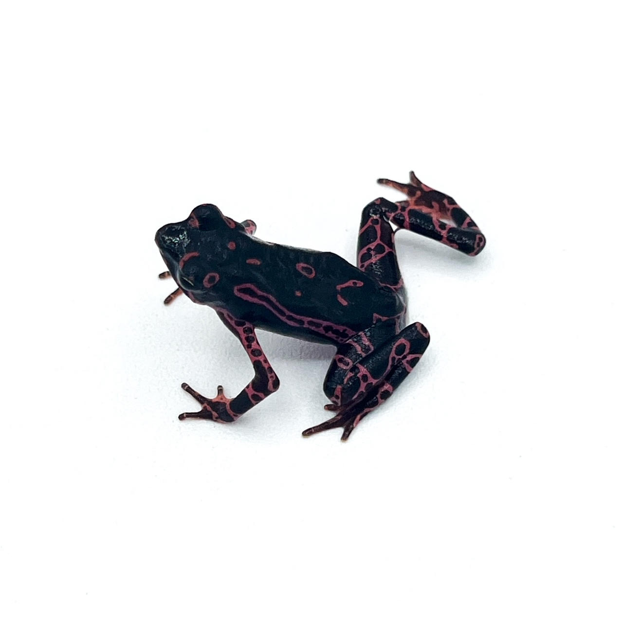 harl.png