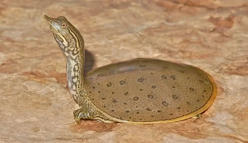 spiny-softshell-turtle-for-sale-1.jpg.webp