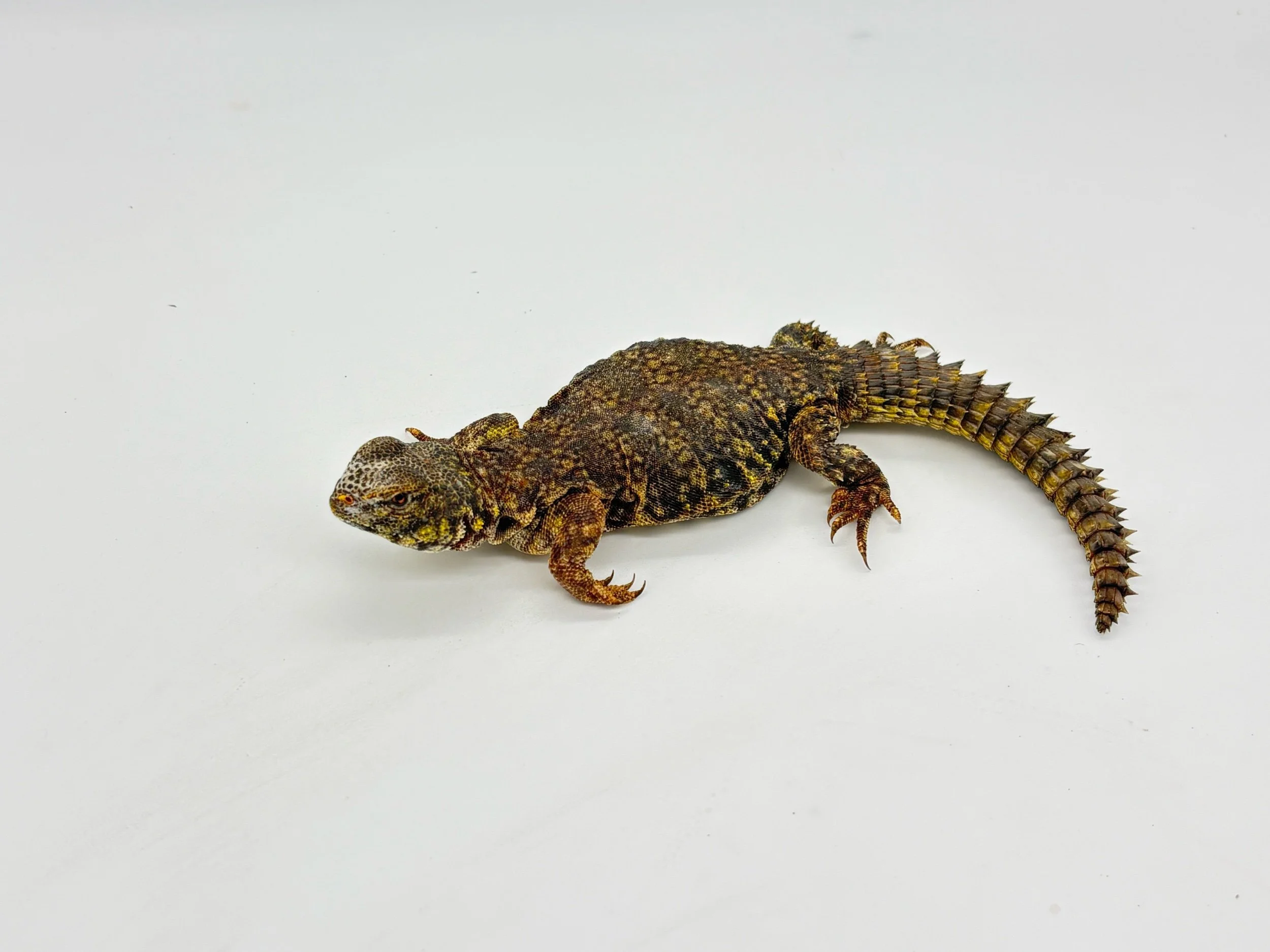 Uromastyx