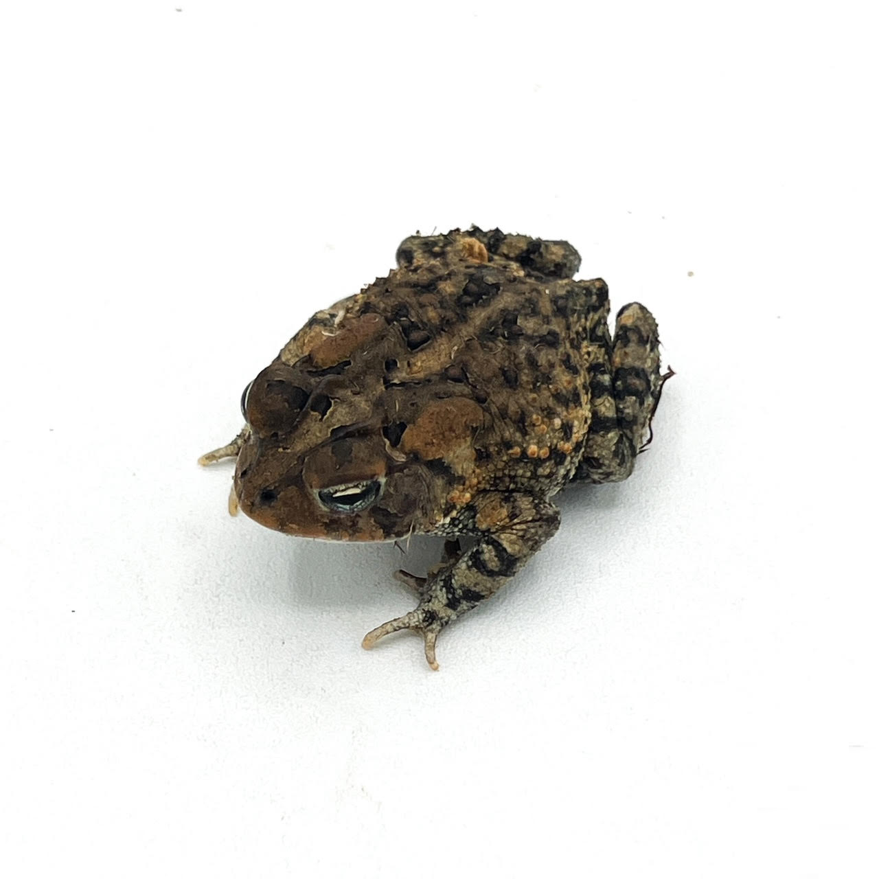 southern toad.png