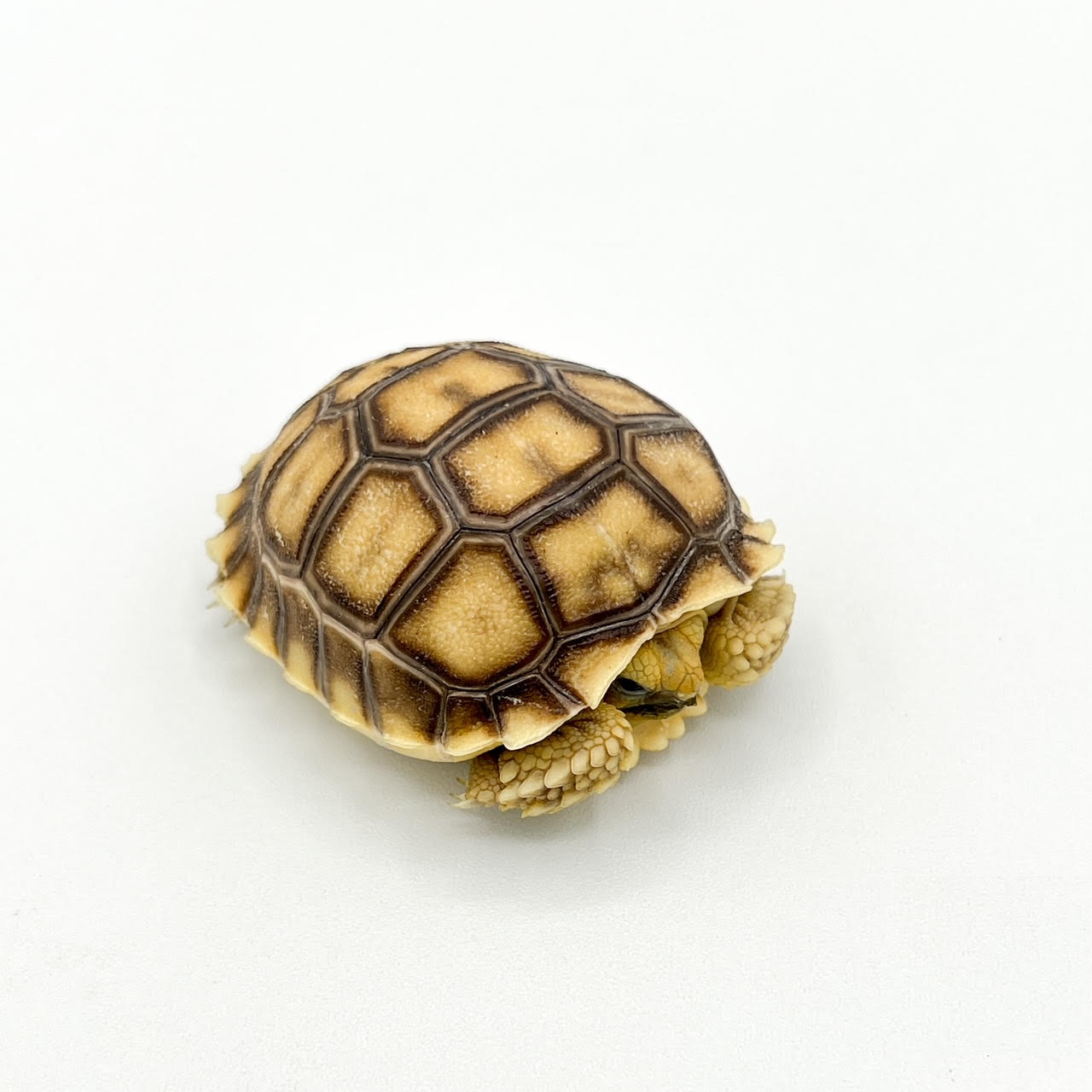 Sulcata Tortoises