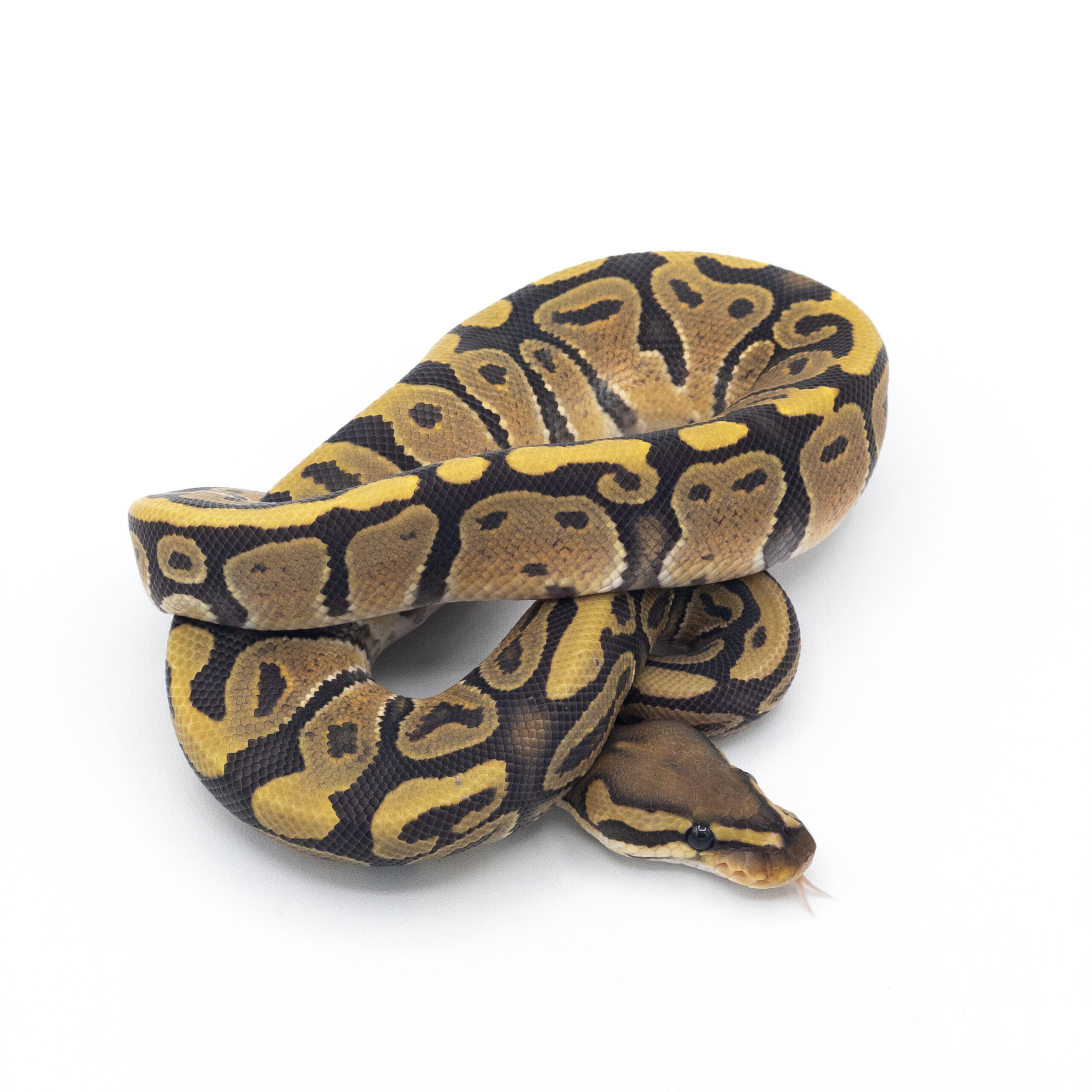 hypo ball.png