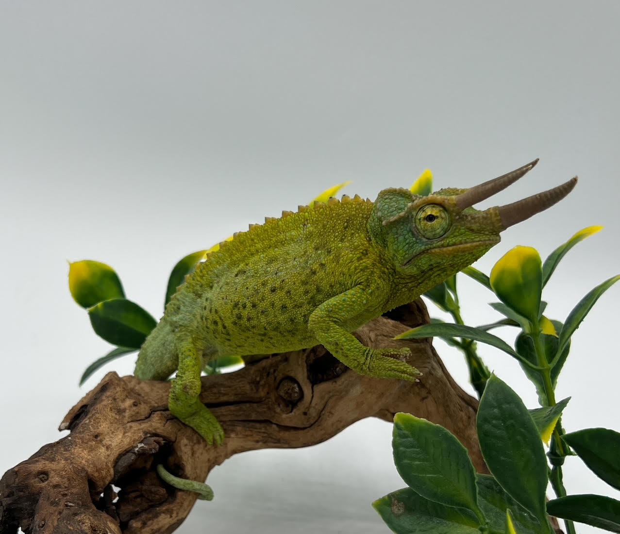 Jackson's Chameleons
