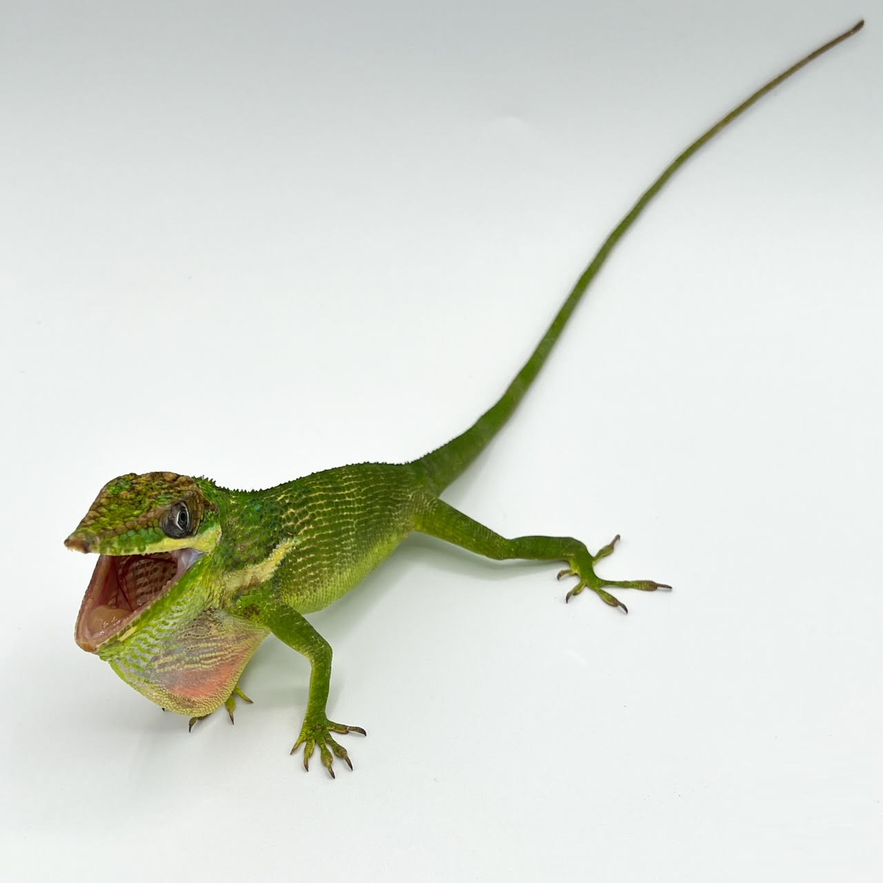 Cuban Giant Anoles