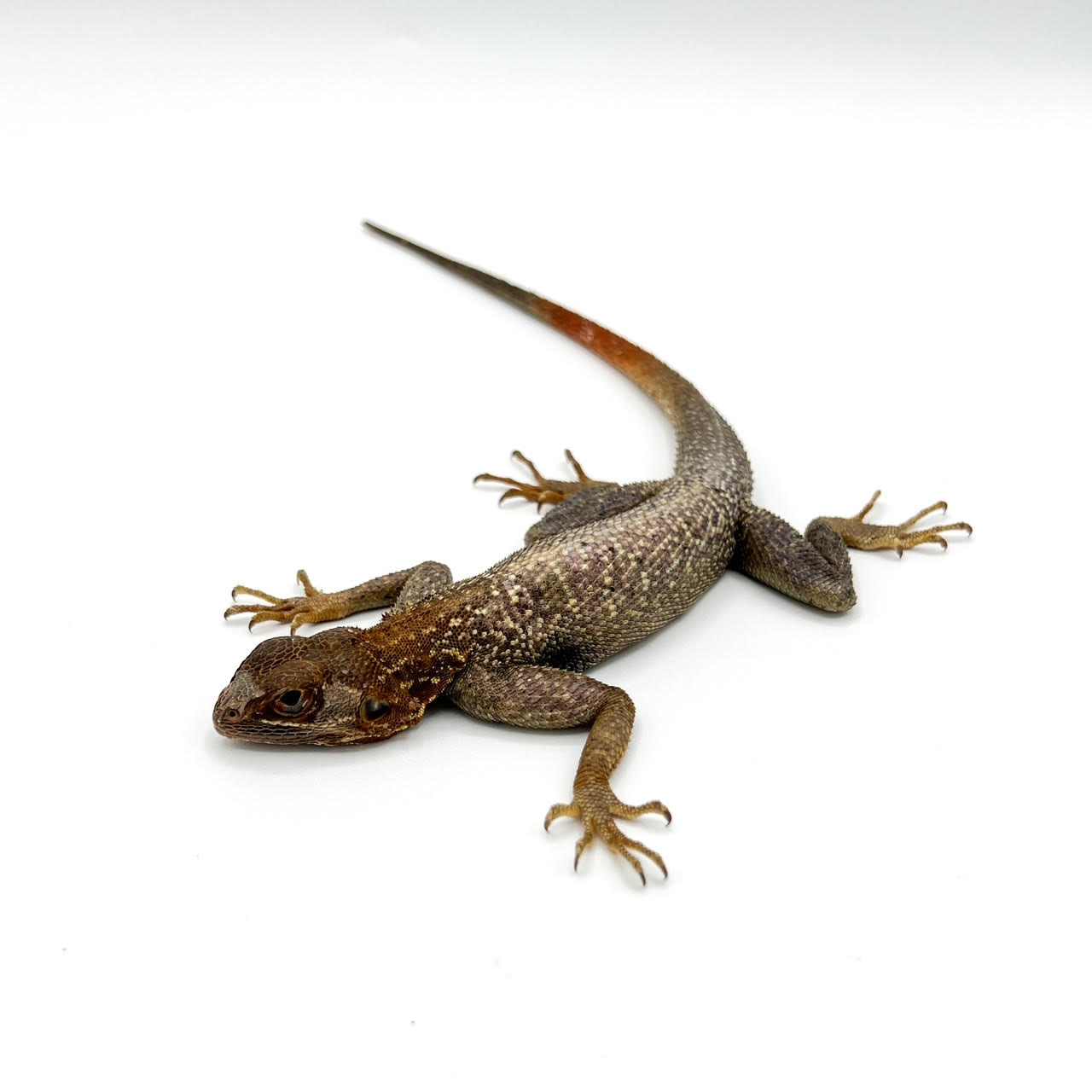 Red-Headed Agamas