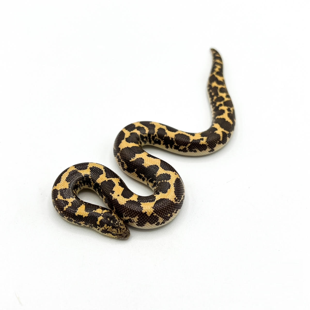 Kenyan Sand Boas