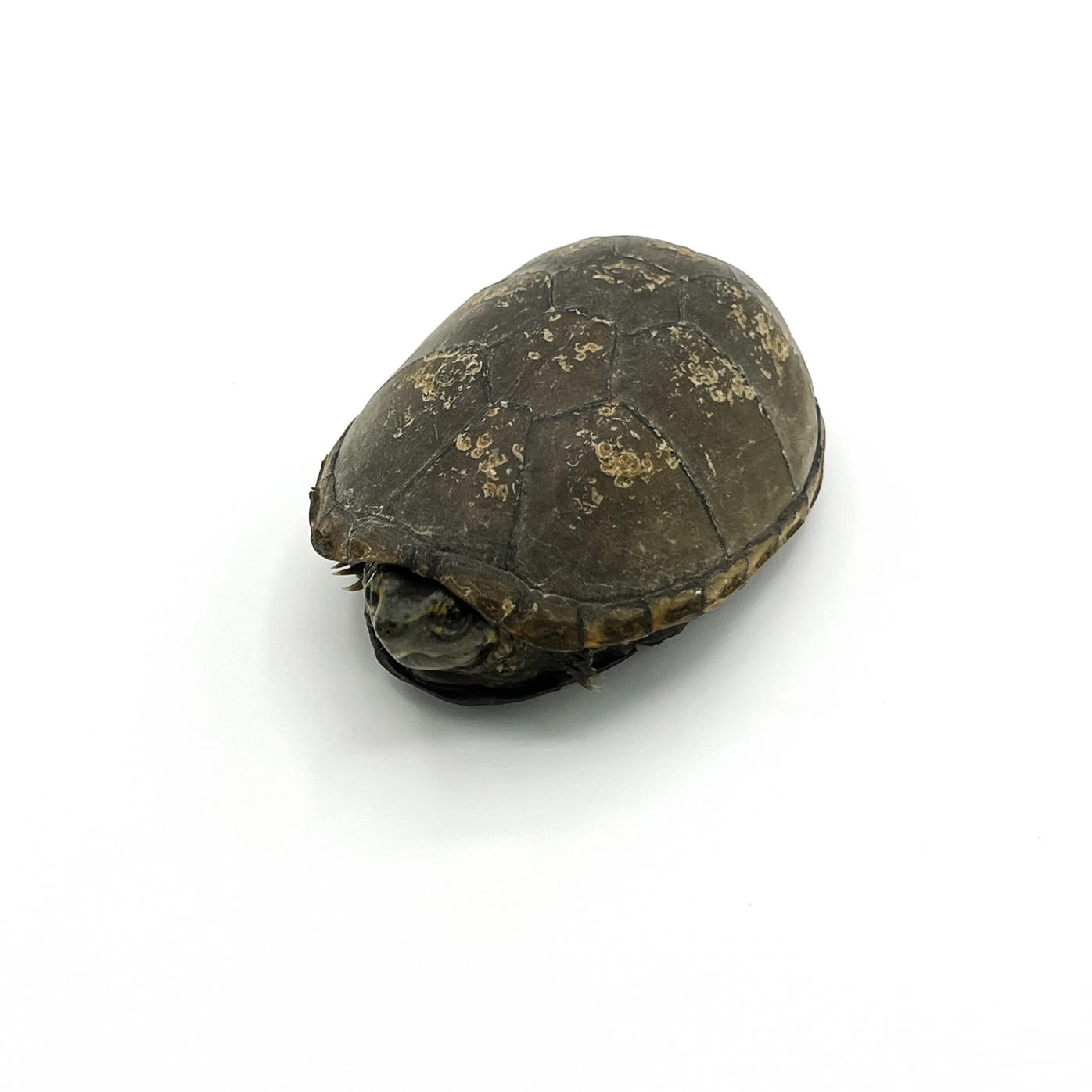 eastern mud.png