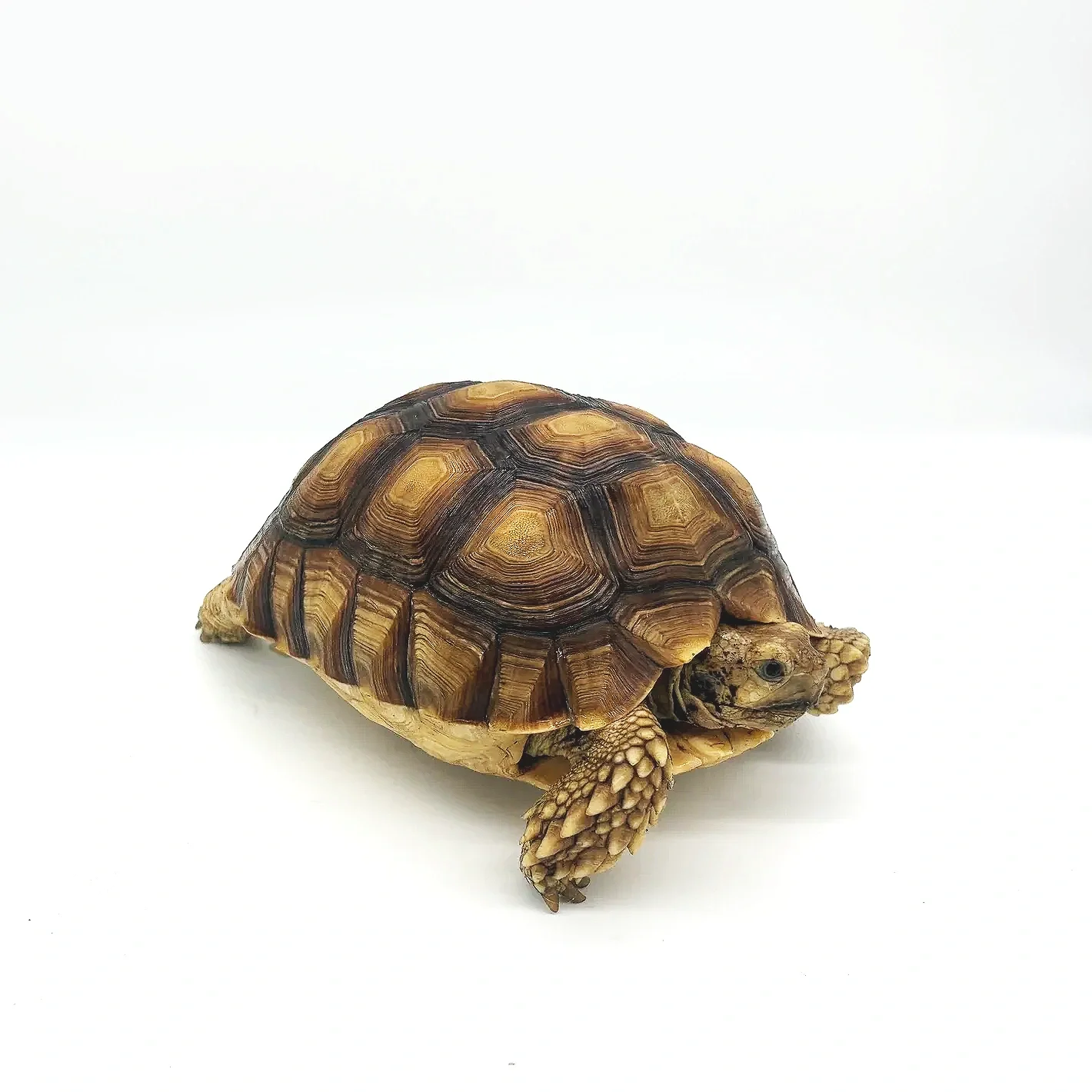 Sulcata Tortoises