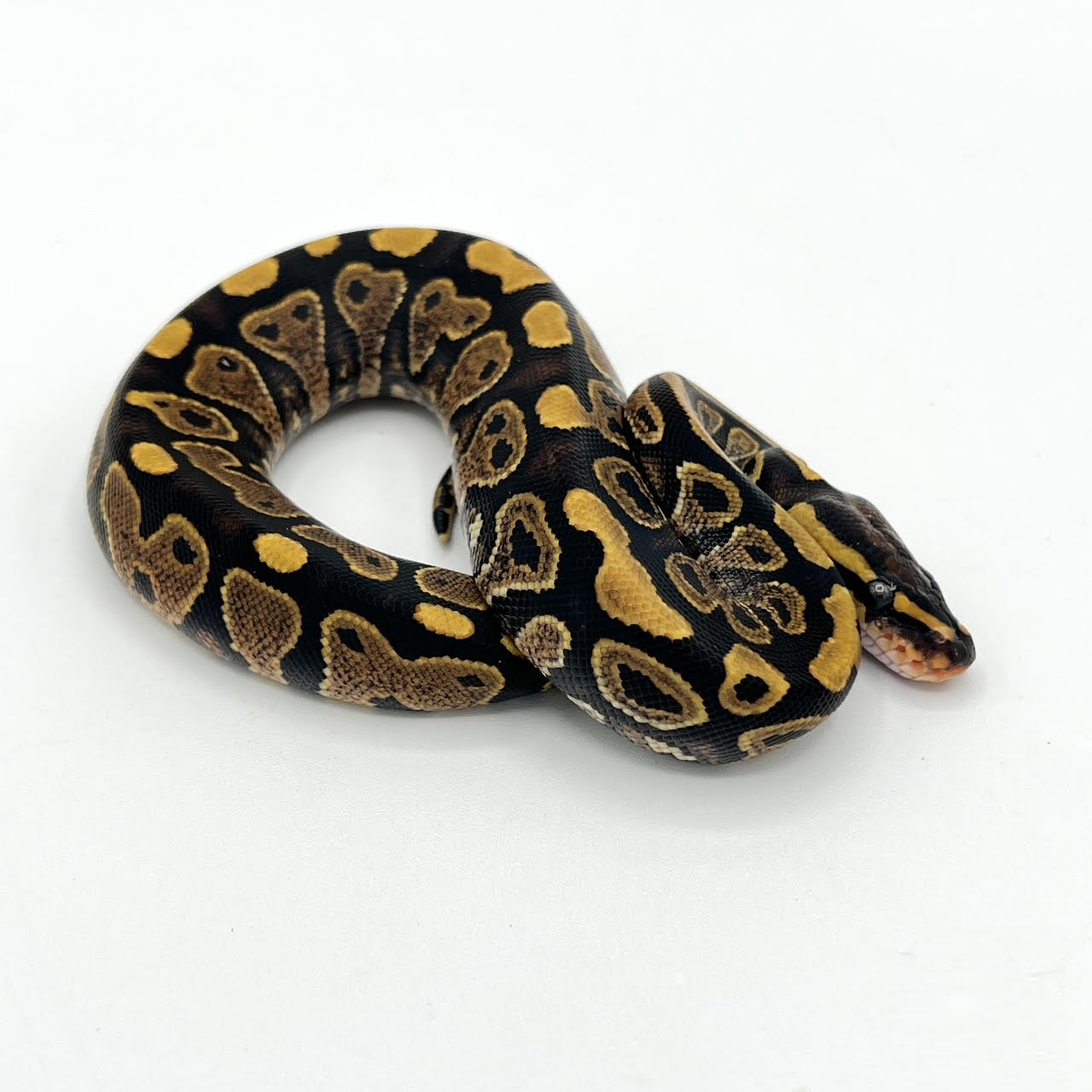 ball yellow belly.png