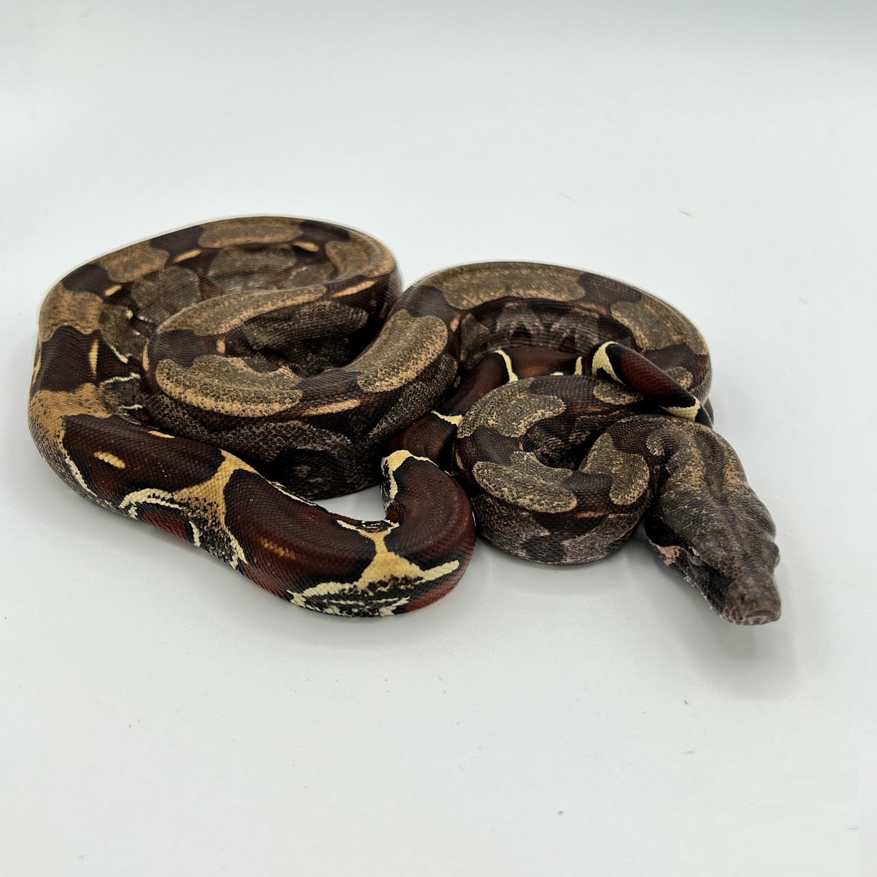 Guyana Red Tail Big Baby.png
