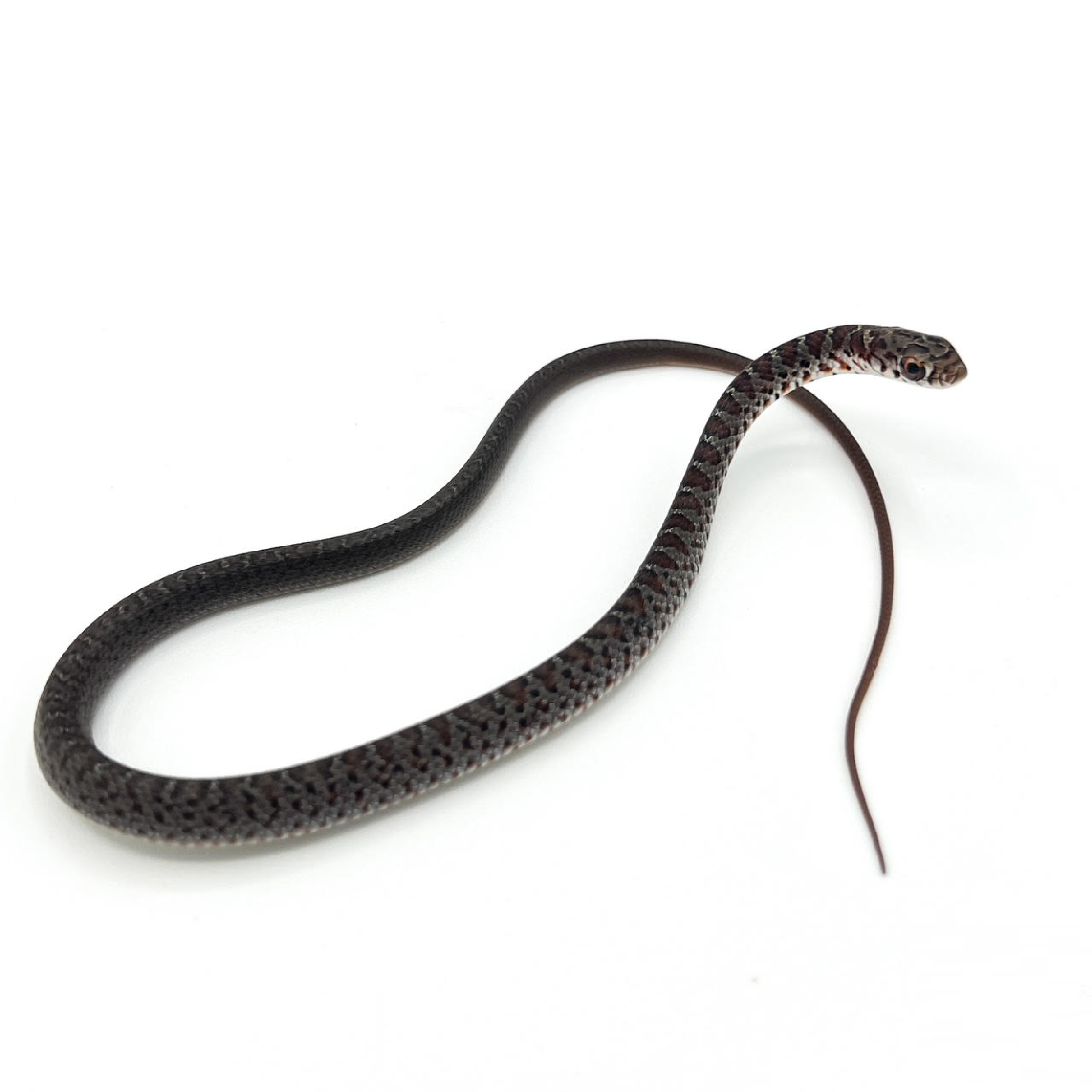 black racer.png