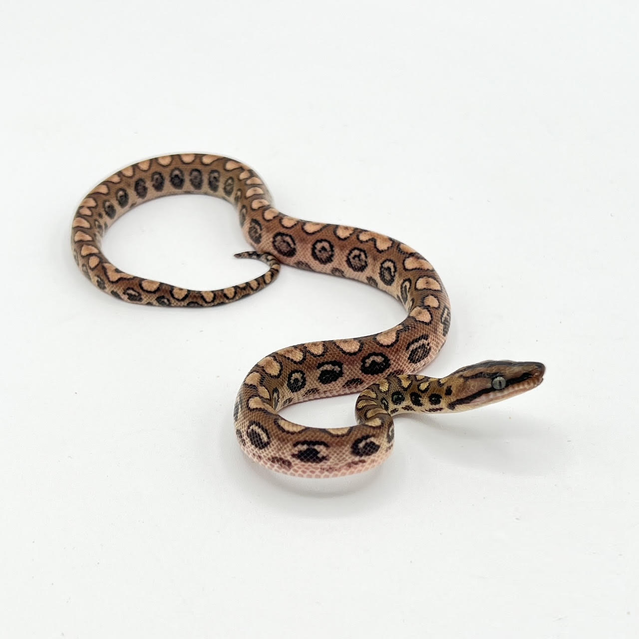 Brazilian Rainbow Boa Baby.png