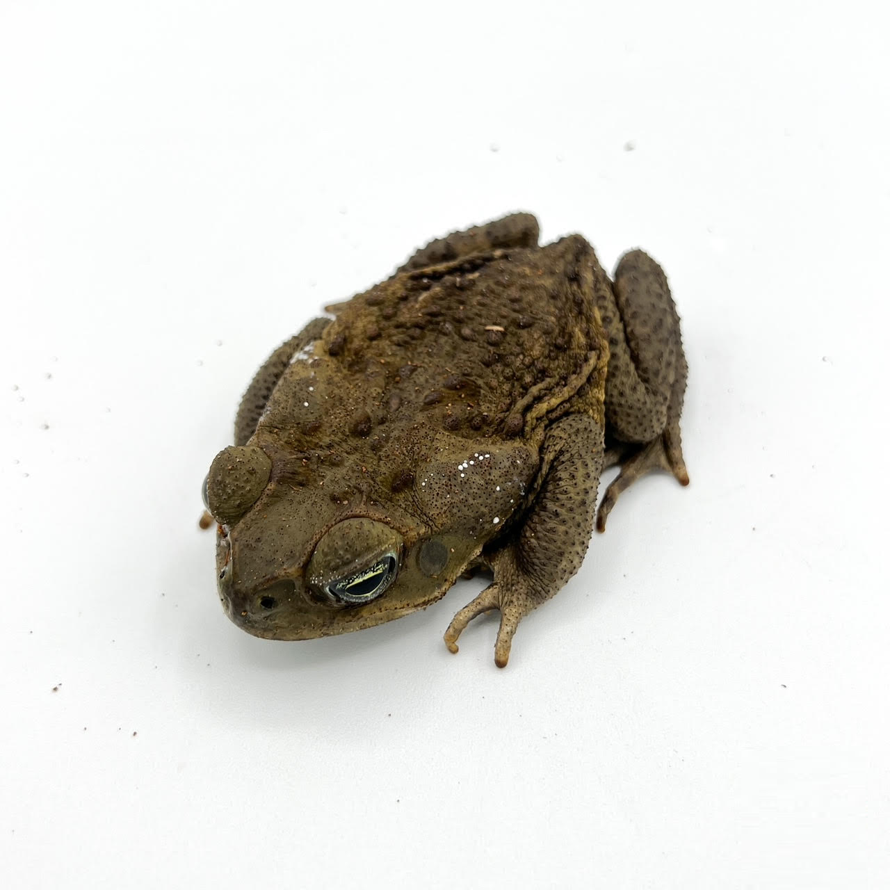 Marine Toads