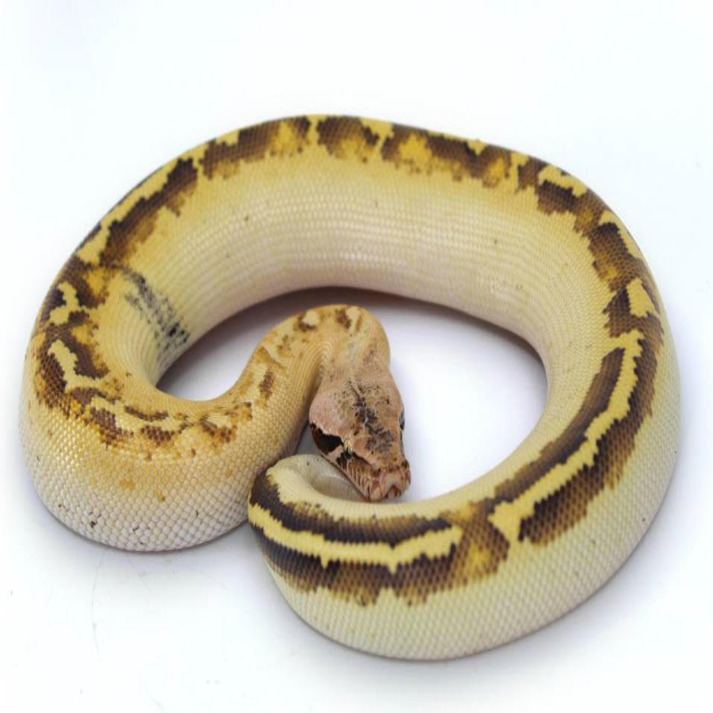 ivory.png