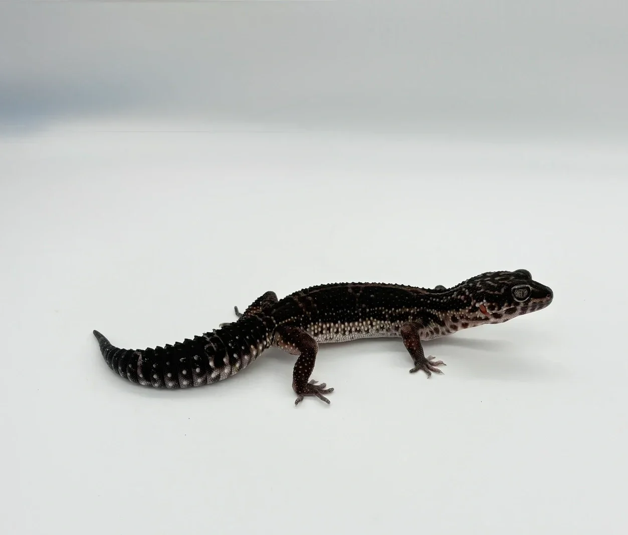 Leopard Geckos