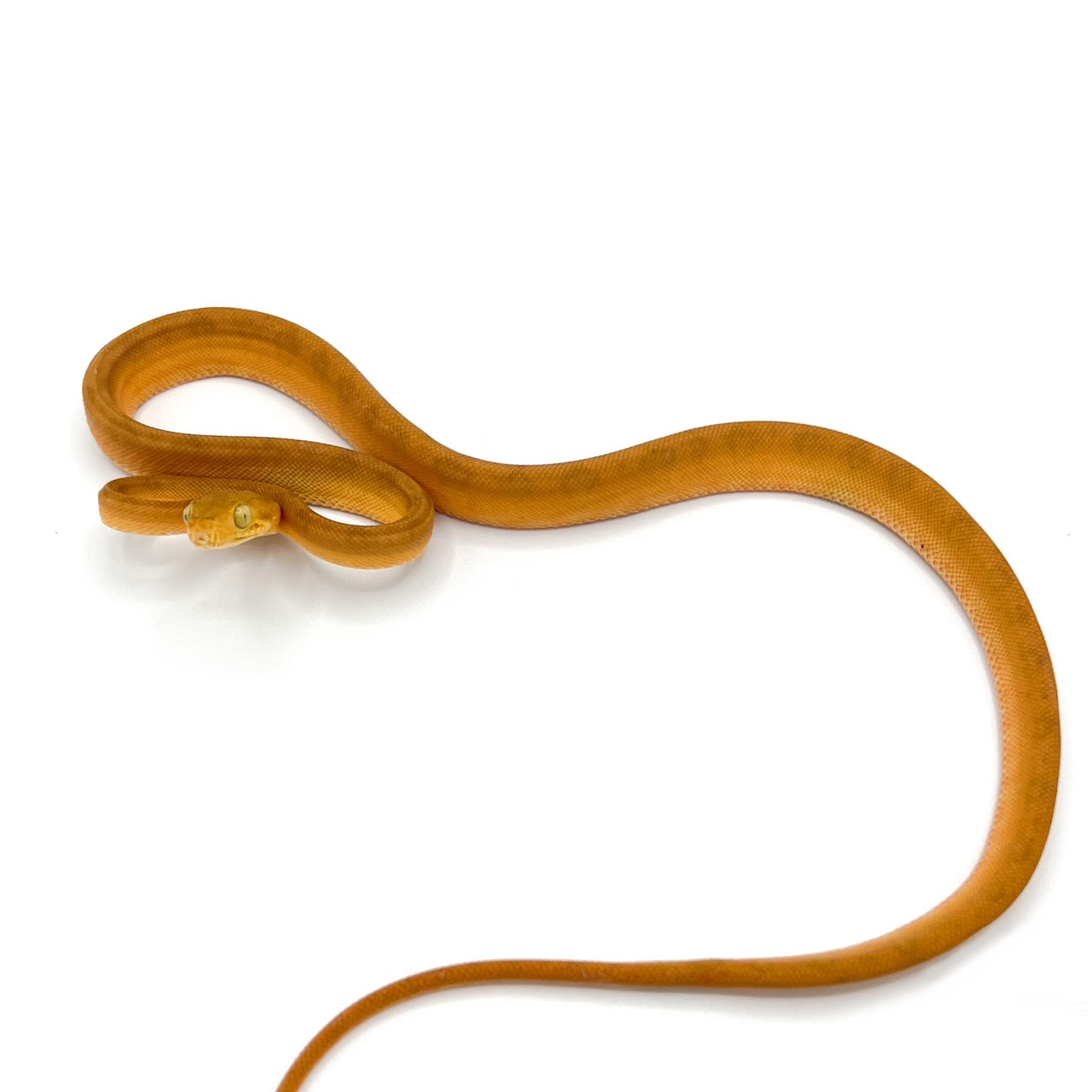 Tree Boas
