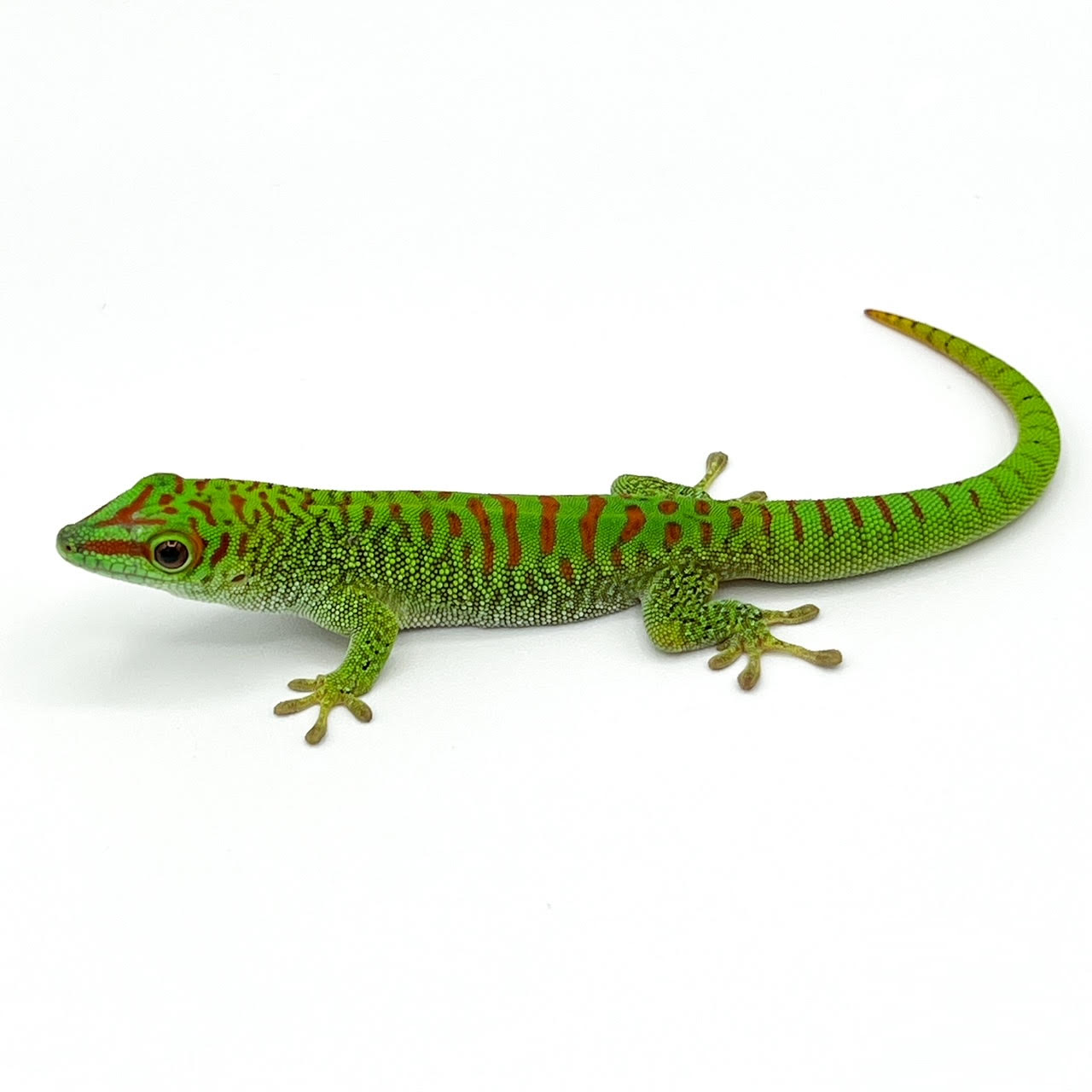 Giant Day Geckos