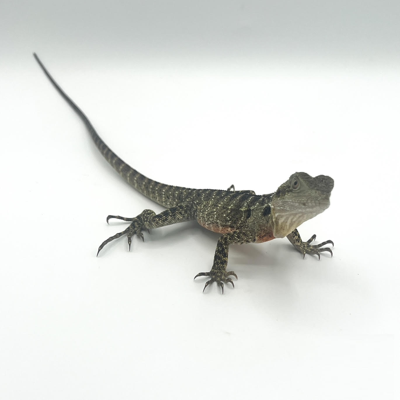 Ausie water juv.png