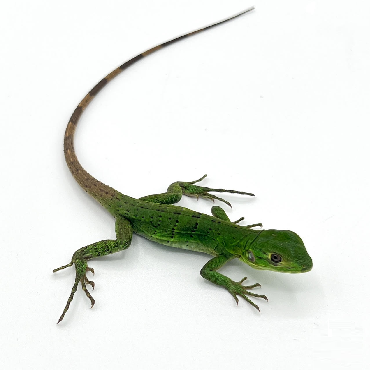 spinytail bb.png