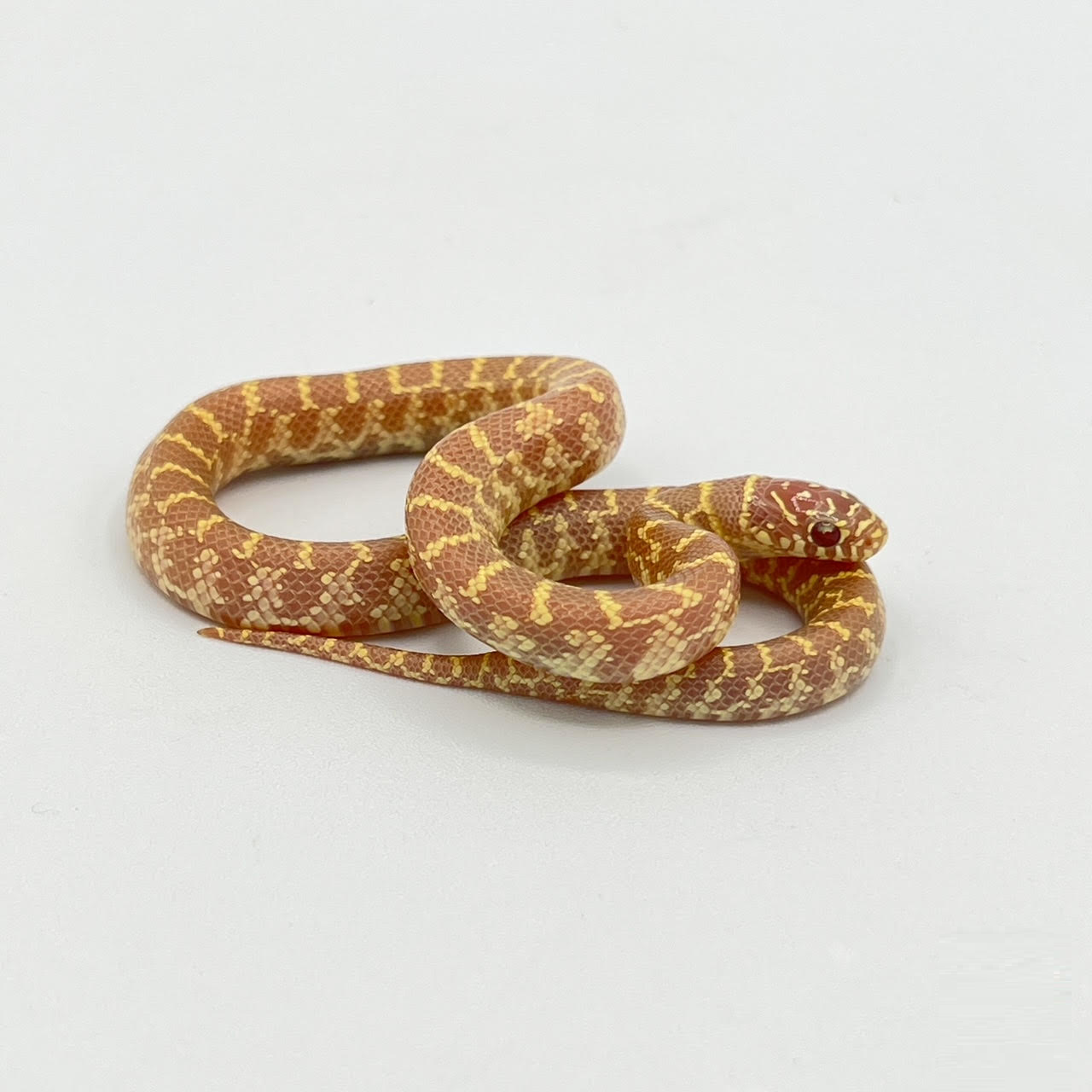 florida albino.png