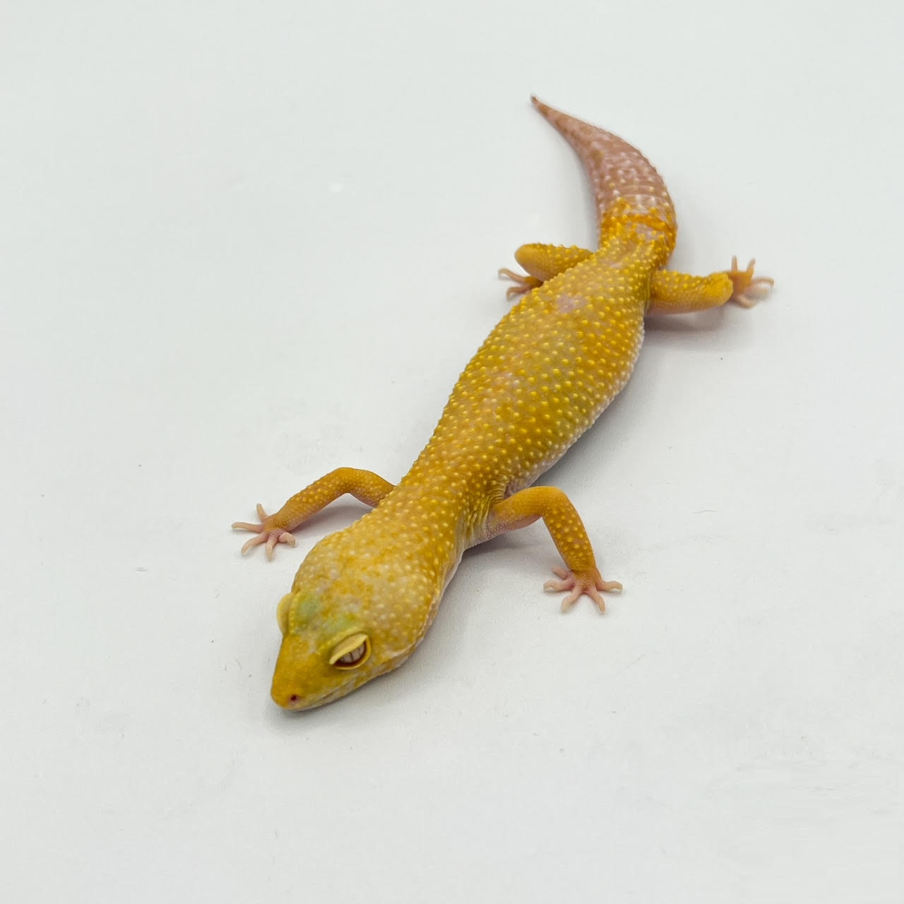 Leo female.png