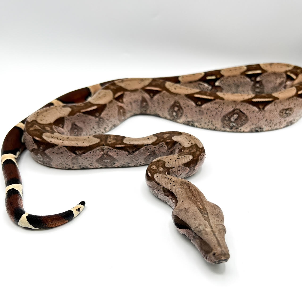 suriname boa juv.png