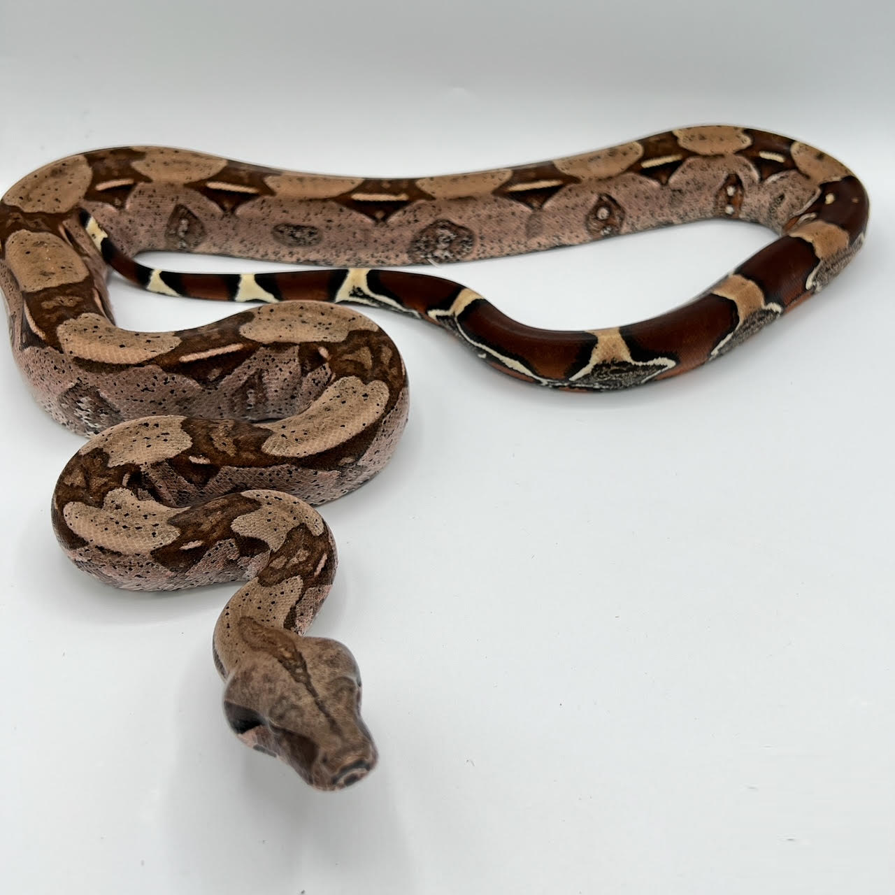 Guyana Red Tail large.png