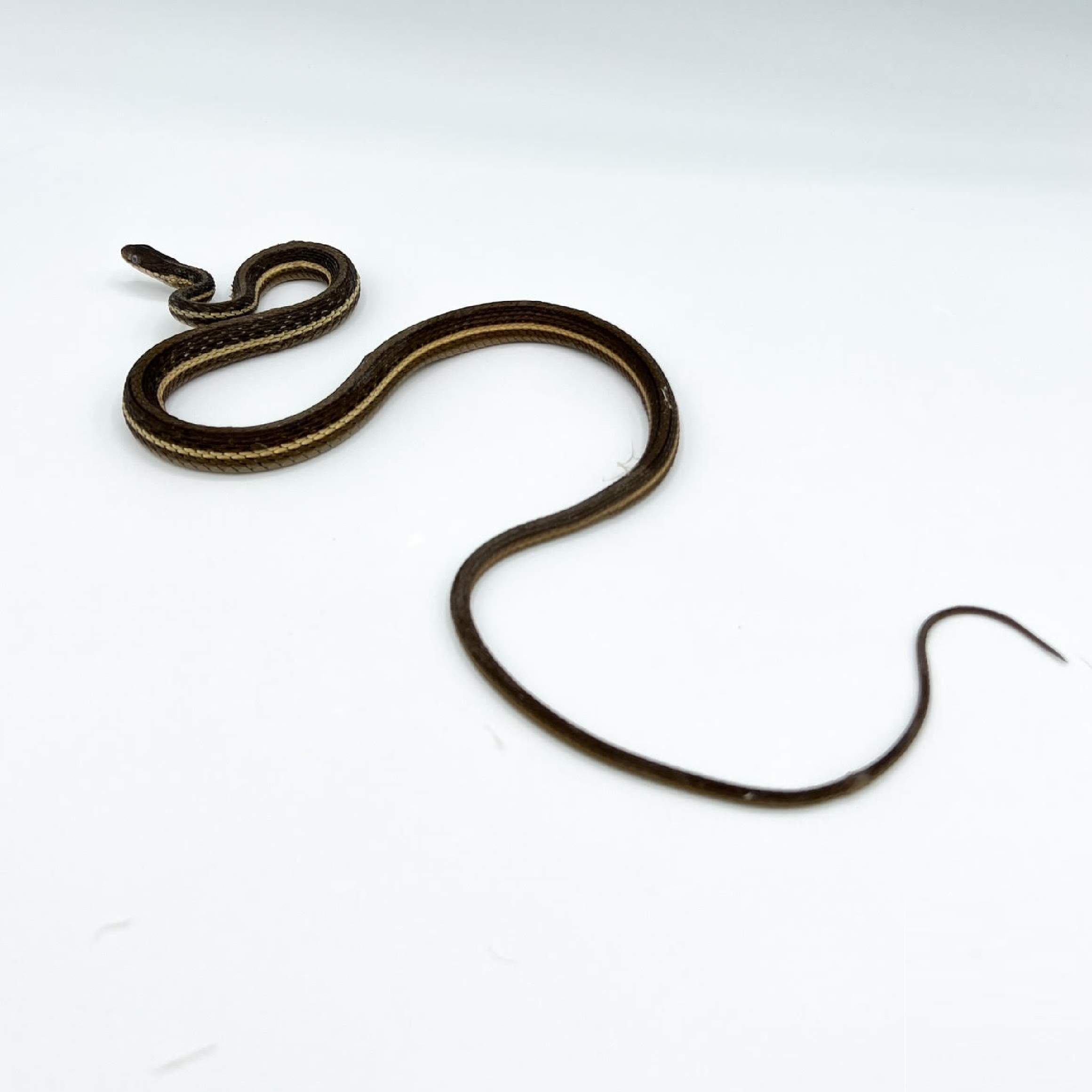 ribbon.png