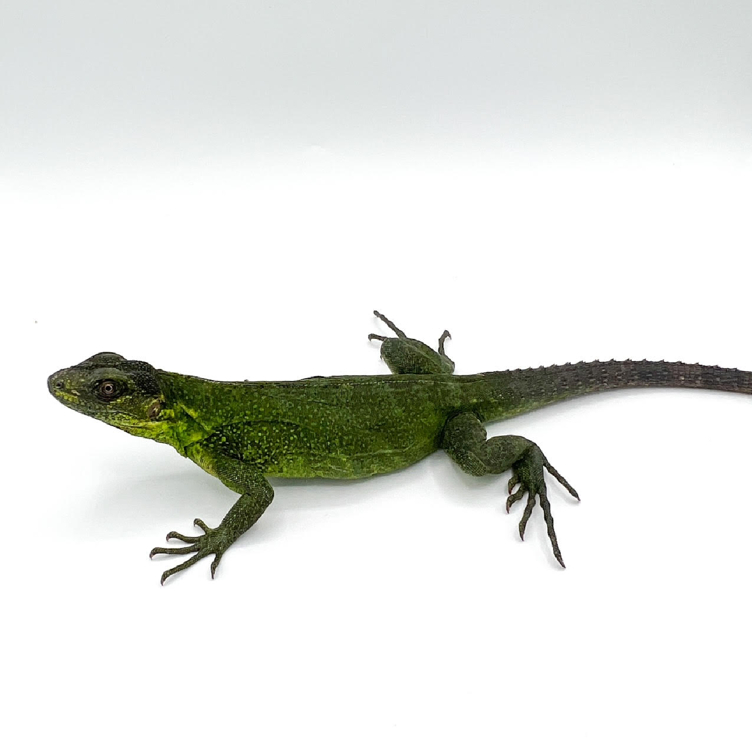 spinytail j to a.png