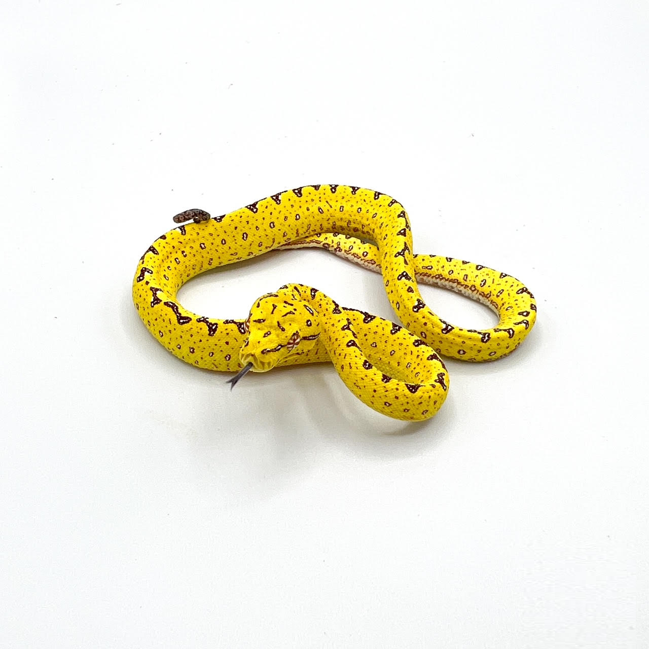 green tree biak yellow.png