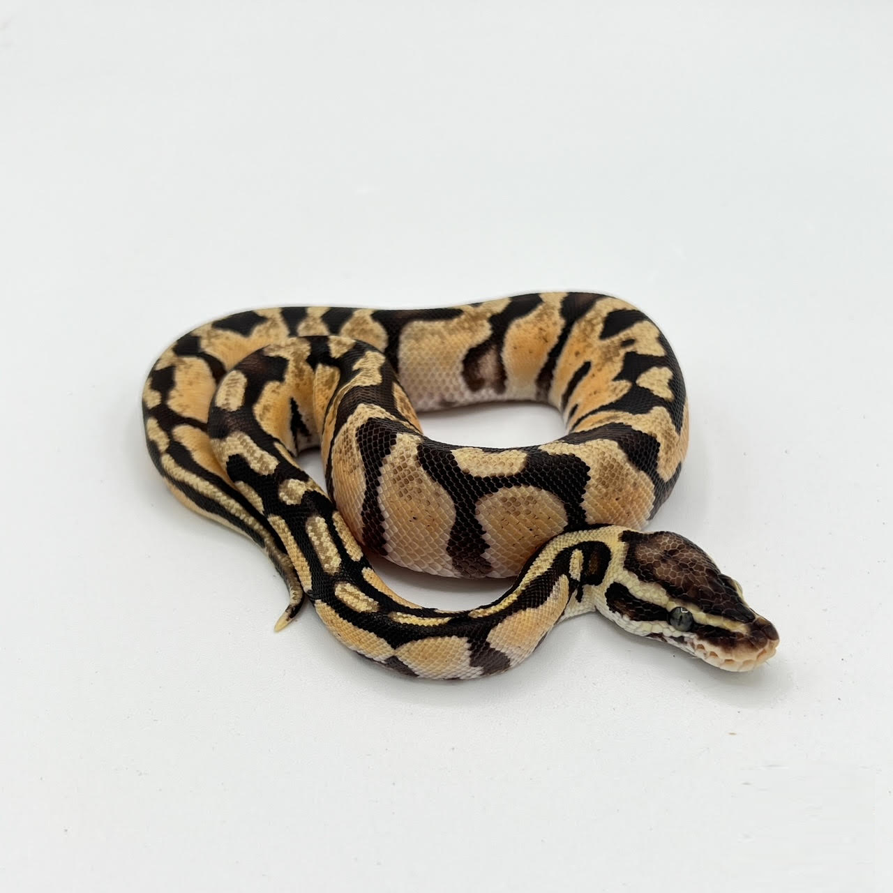 ball enchi mix.png