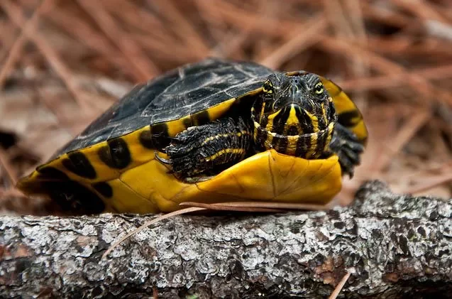 yellow-bellied-slider.webp