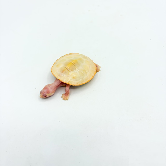 albino pink belly sideneck.png
