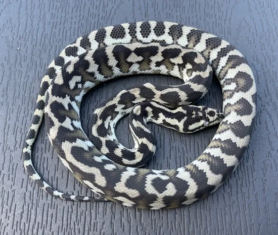 axanthic carpet baby.webp