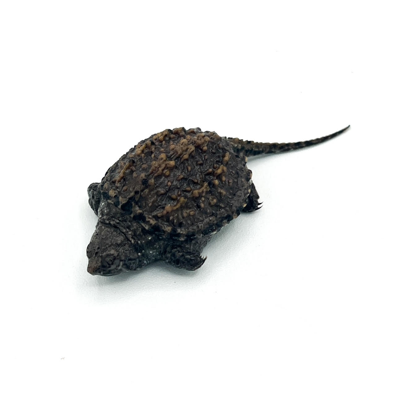 Common Snapping Turtles
