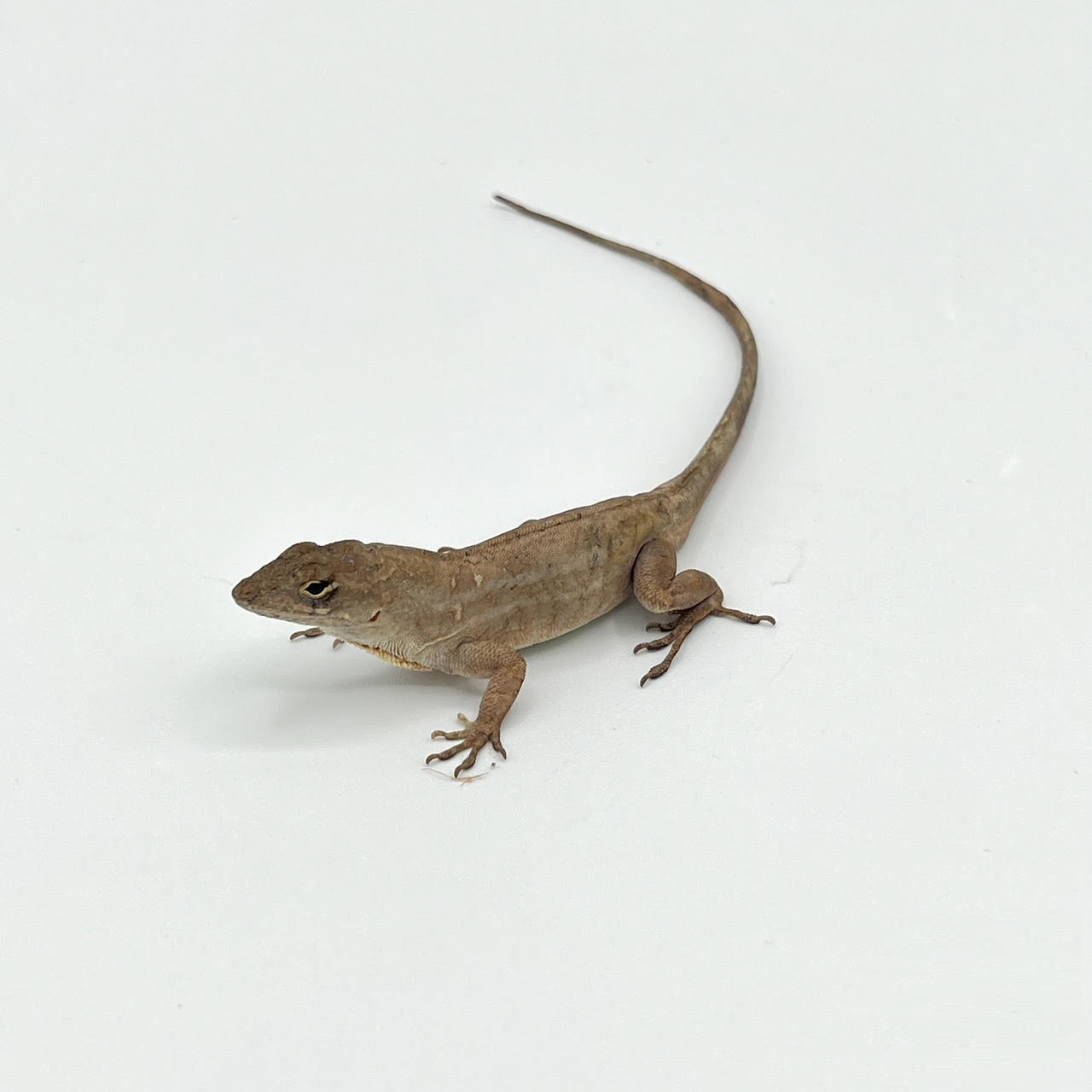 brown anole.png