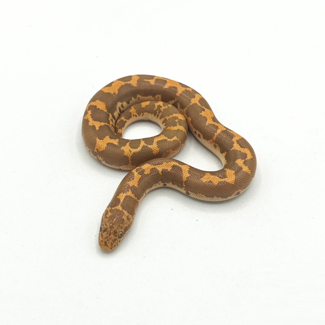 albino ksb.png
