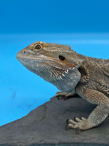 Bearded Dragons