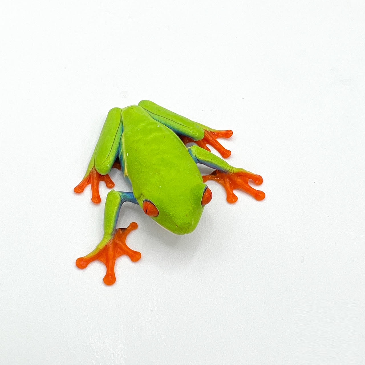 Tropical Tree Frogs